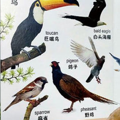 DK幼儿认知百科全书 (套装共8册)Baby's First Words 8 Bilingual DK Books in Chinese & English Chinese Children's Books 9787304109271