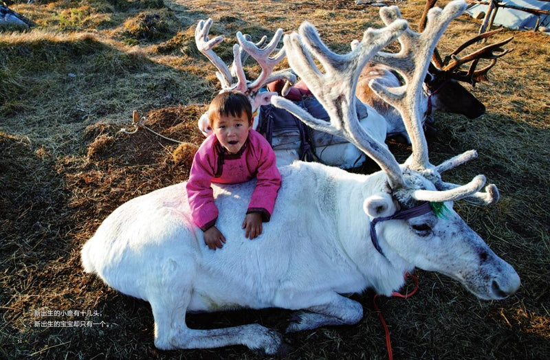 Children of the Tsaatan Reindeer Herders 驯鹿人的孩子 Chinese children Book 9787544853620 彭懿