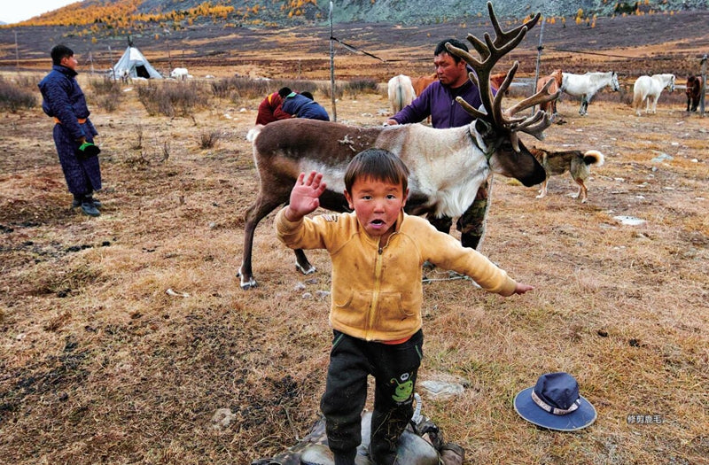 Children of the Tsaatan Reindeer Herders 驯鹿人的孩子 Chinese children Book 9787544853620 彭懿