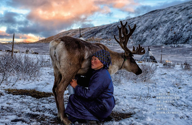 Children of the Tsaatan Reindeer Herders 驯鹿人的孩子 Chinese children Book 9787544853620 彭懿