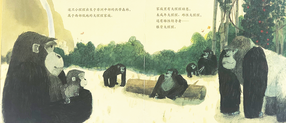 Ivan: The Remarkeable True Story of The Shopping Mall Gorilla 独一无二的伊凡 Chinese Children Book 9787550283435 Katherine Applegate