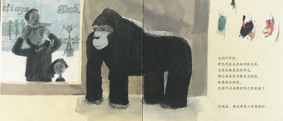 Ivan: The Remarkeable True Story of The Shopping Mall Gorilla 独一无二的伊凡 Chinese Children Book 9787550283435 Katherine Applegate