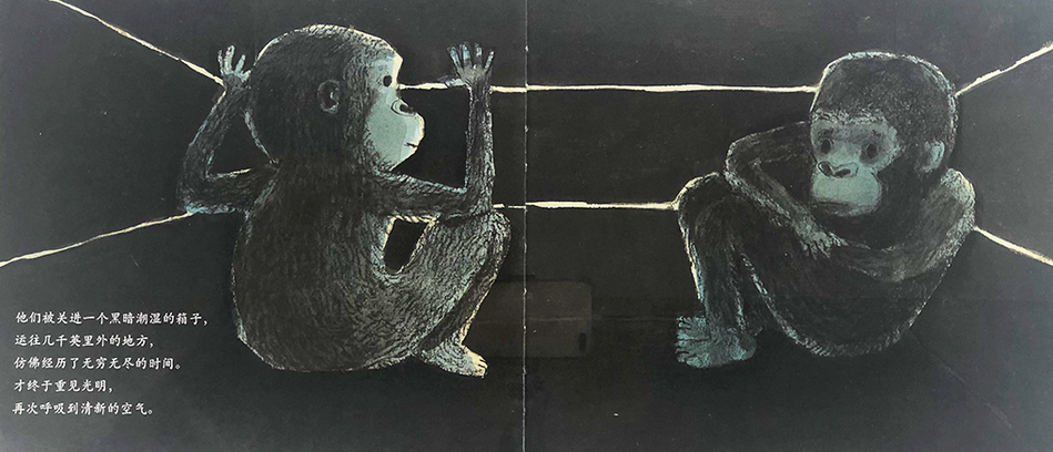 Ivan: The Remarkeable True Story of The Shopping Mall Gorilla 独一无二的伊凡 Chinese Children Book 9787550283435 Katherine Applegate