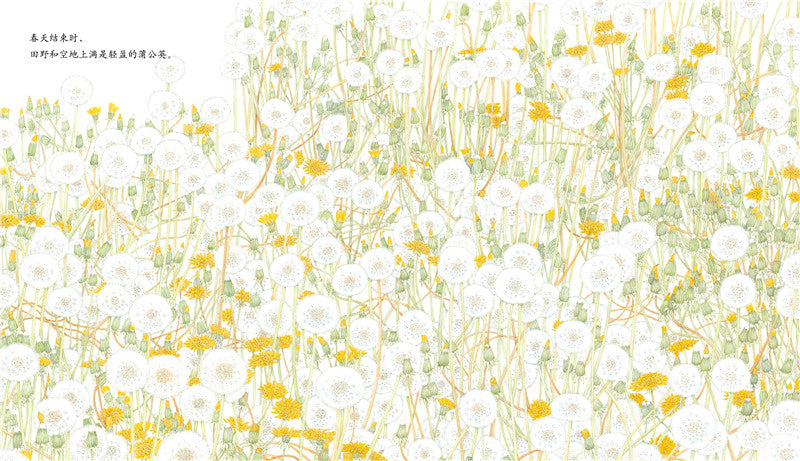 Journey of A Seed Dandelion 蒲公英 Chinese children Book 9787513319171 Maki Arai