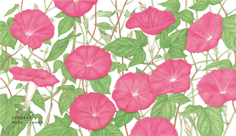 Journey of A Seed Morning Glory 牵牛花 Chinese children Book 9787513319485 Maki Arai