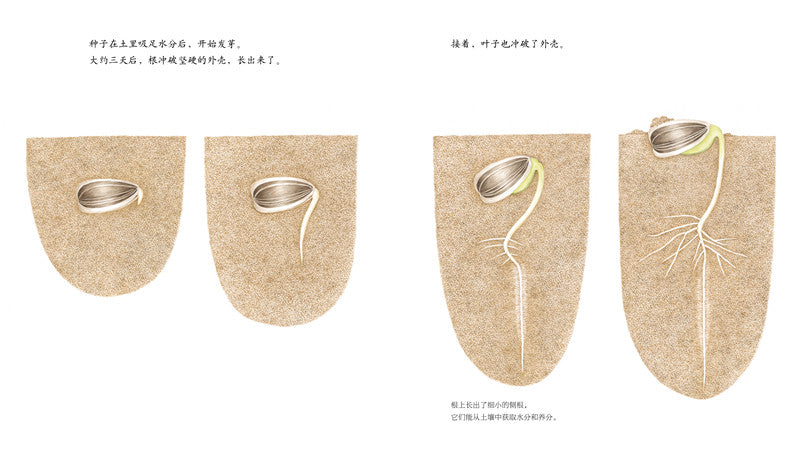 Journey of A Seed Sunflower 向日葵 Chinese children Book 9787513326179 Maki Arai