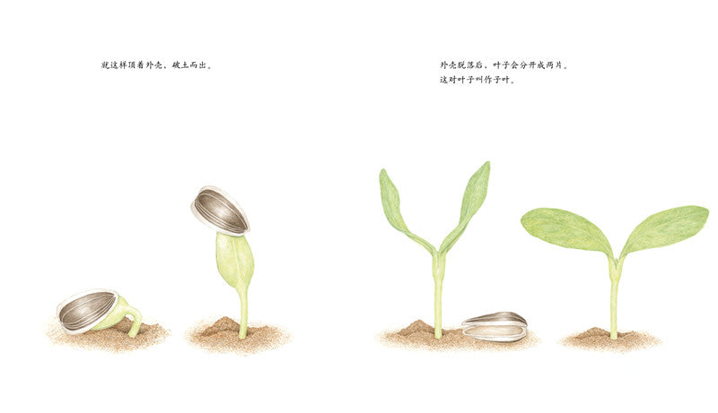 Journey of A Seed Sunflower 向日葵 Chinese children Book 9787513326179 Maki Arai
