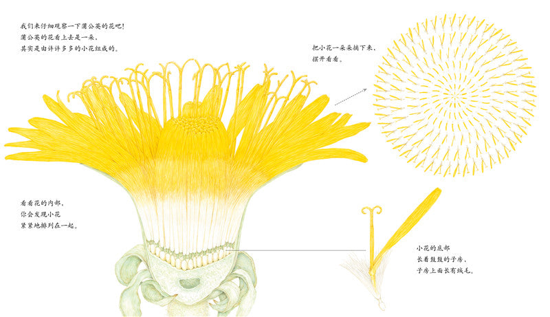 Journey of A Seed Dandelion 蒲公英 Chinese children Book 9787513319171 Maki Arai