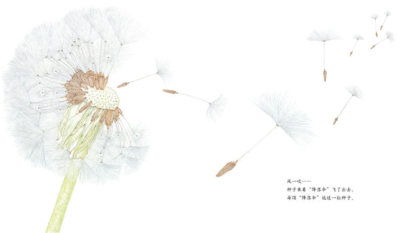 Journey of A Seed Dandelion 蒲公英 Chinese children Book 9787513319171 Maki Arai