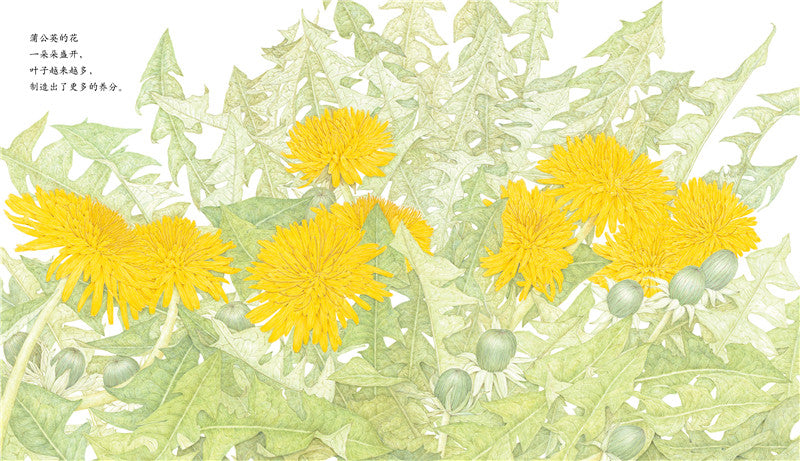 Journey of A Seed Dandelion 蒲公英 Chinese children Book 9787513319171 Maki Arai