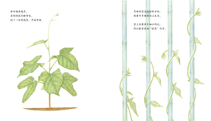 Journey of A Seed Morning Glory 牵牛花 Chinese children Book 9787513319485 Maki Arai