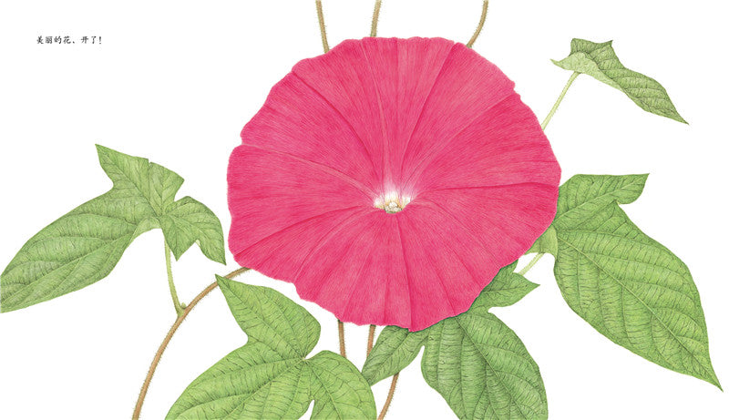 Journey of A Seed Morning Glory 牵牛花 Chinese children Book 9787513319485 Maki Arai