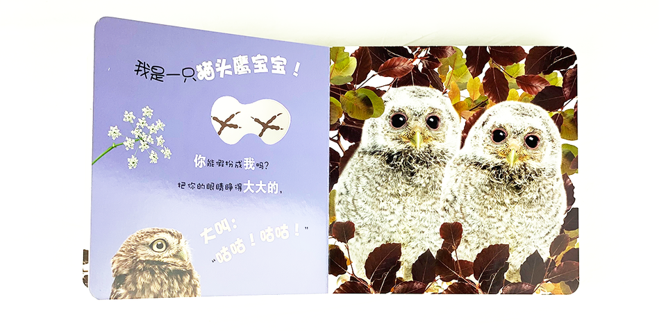 DK Who am I 大眼睛洞洞书6 book set Chinese children's book Montessori 9787304070878 动物宝宝