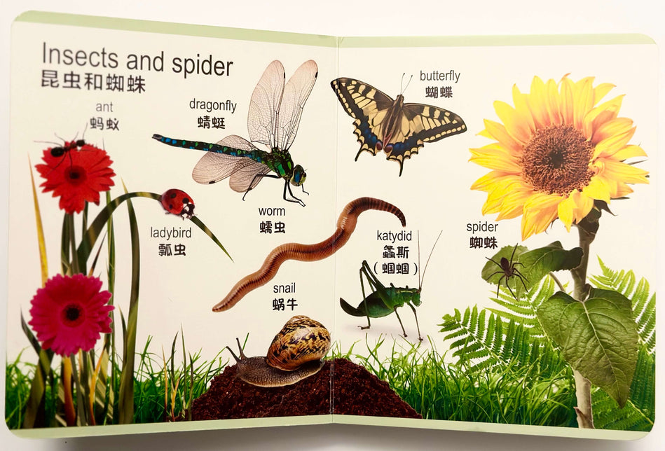 My First Words- 8 Bilingual DK Board Books in Chinese & English