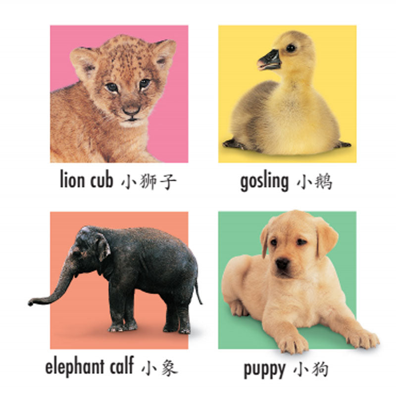 Happy Baby Animals (Bilingual) 快乐宝贝认动物 Chinese children Book 9787550275195  Roger Priddy 