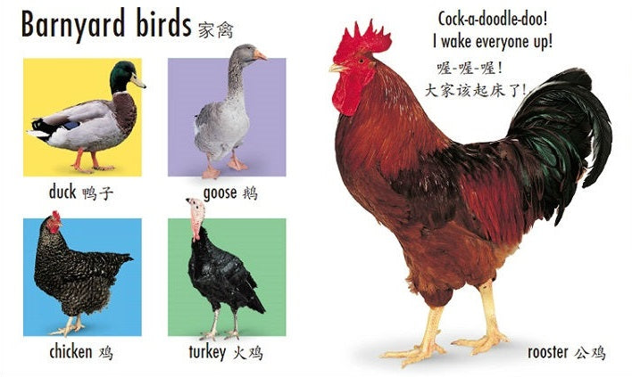 Happy Baby Animals (Bilingual) 快乐宝贝认动物 Chinese children Book 9787550275195  Roger Priddy 