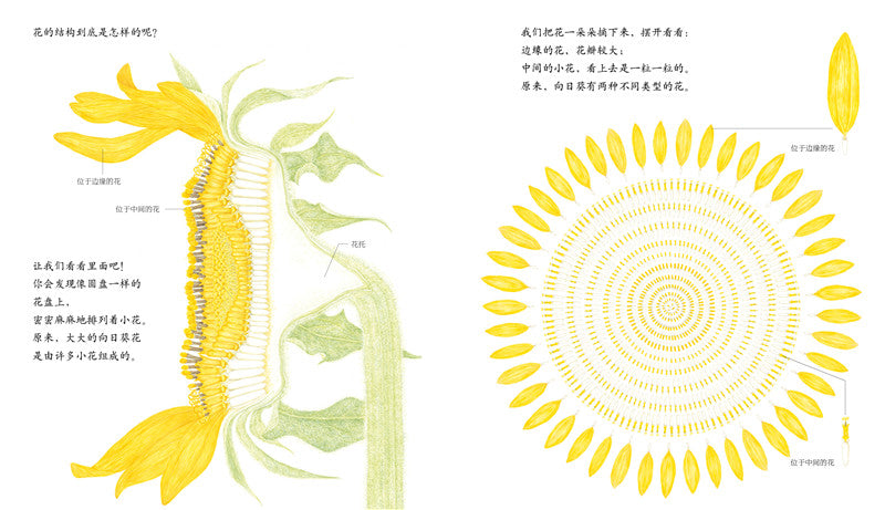 Journey of A Seed Sunflower 向日葵 Chinese children Book 9787513326179 Maki Arai