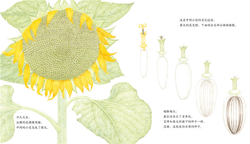 Journey of A Seed Sunflower 向日葵 Chinese children Book 9787513326179 Maki Arai
