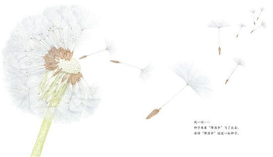 Journey of A Seed Dandelion 蒲公英 Chinese children Book 9787513319171 Maki Arai