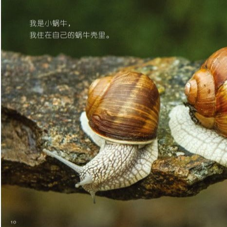 Chinese childrne books My first series about Nature 我的第一套自然认知书9787545611946