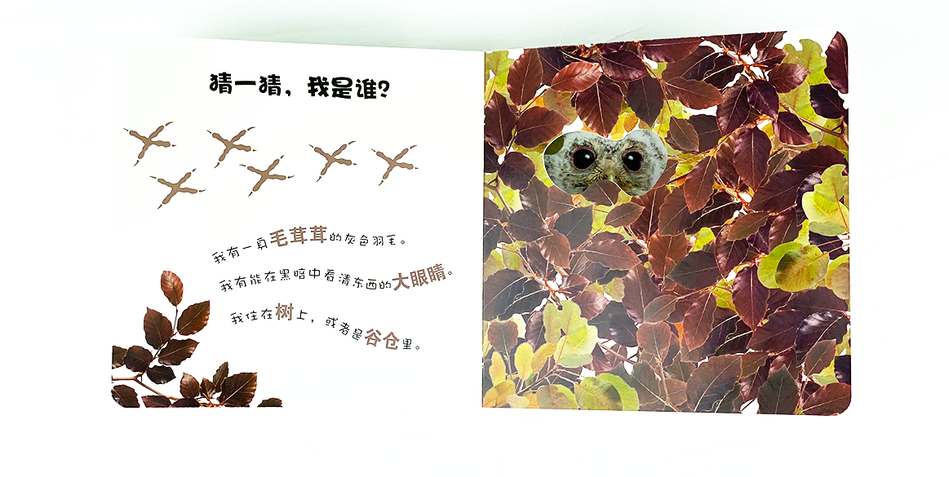 DK Who am I 大眼睛洞洞书6 book set Chinese children's book Montessori 9787304070878 动物宝宝