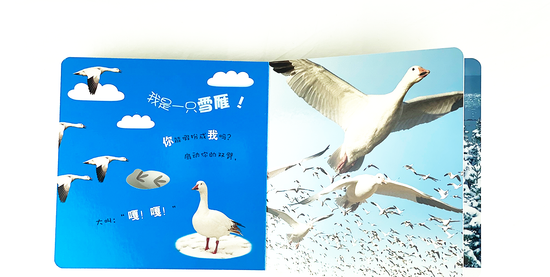 DK Who am I 大眼睛洞洞书6 book set Chinese children's book Montessori 9787304070915 雪地动物